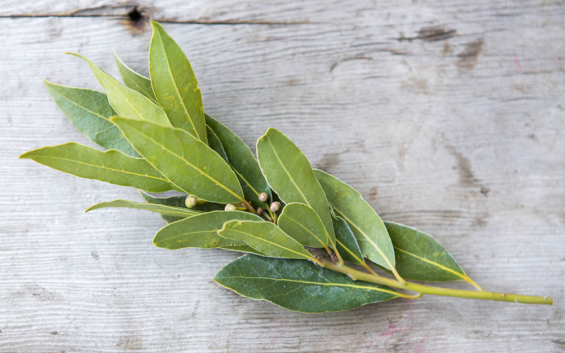 Organic Bay Leaves Eatwell Farm SF Bay Good Eggs