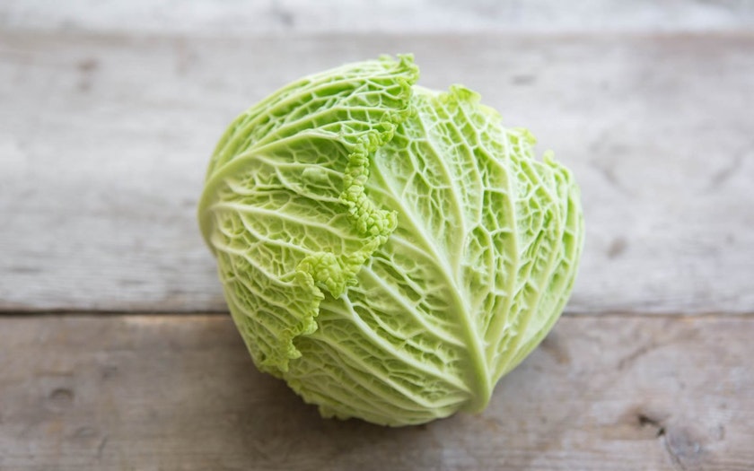 Organic Savoy Cabbage Terra Firma Farm Sf Bay Good Eggs