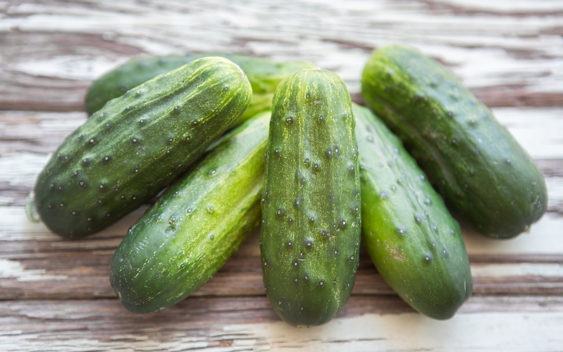 Organic Kirby Pickling Cucumbers Full Belly Farm SF Bay Good Eggs