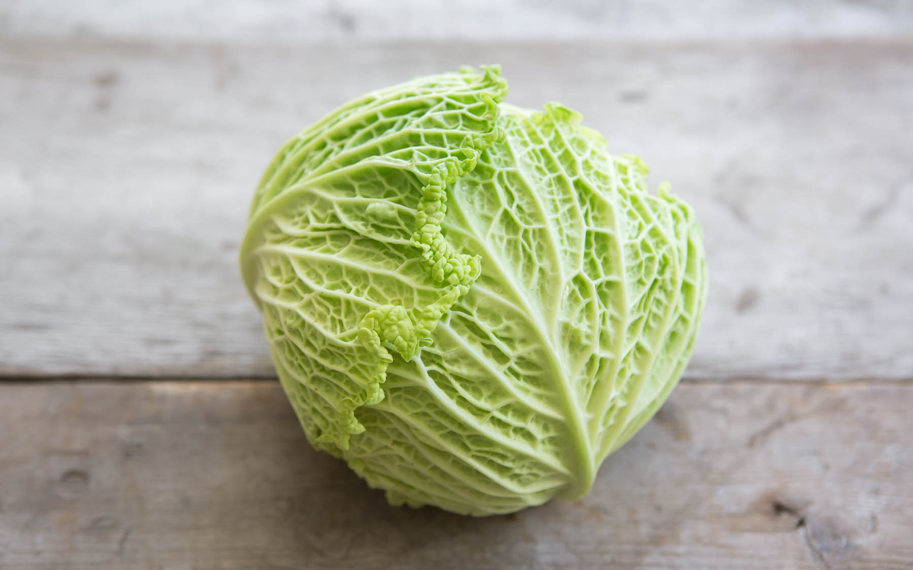 savoy cabbage - small