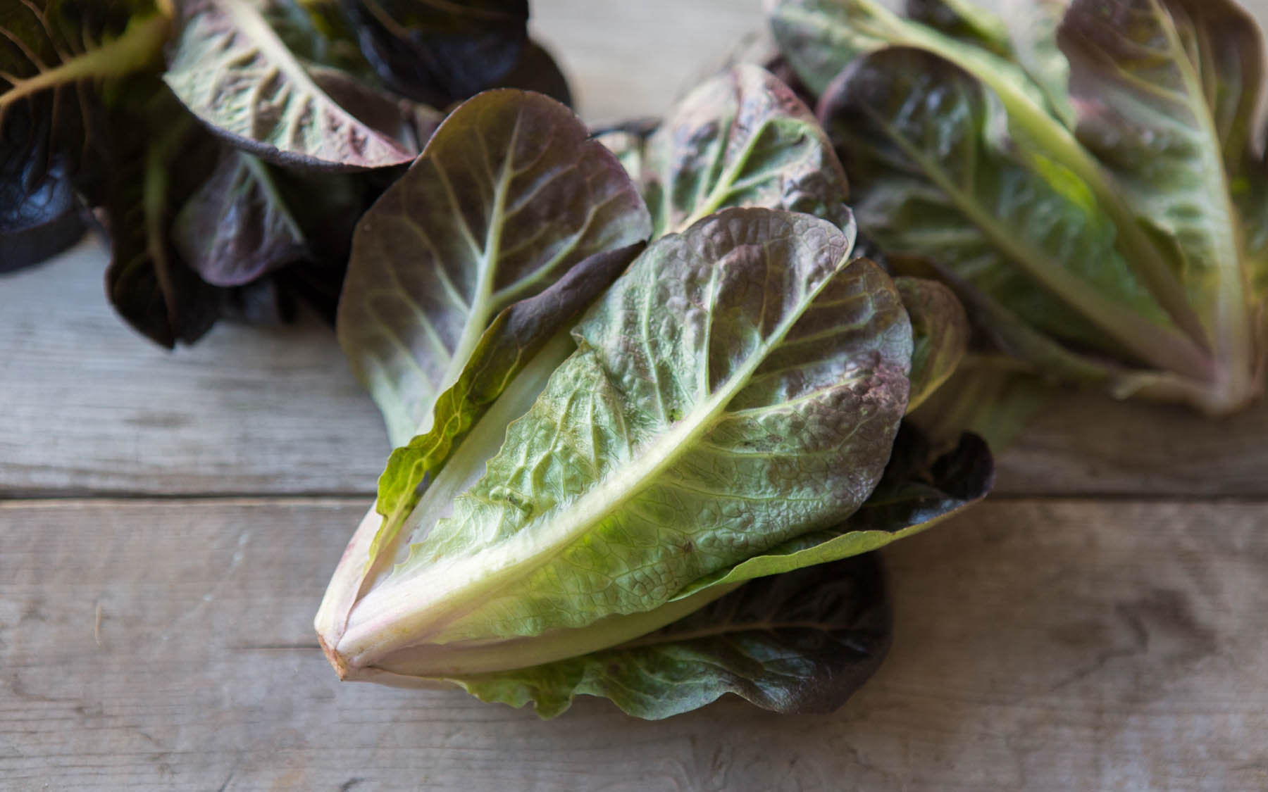 Organic Red Baby Romaine Lettuce Riverdog Farm via Capay Valley Farm