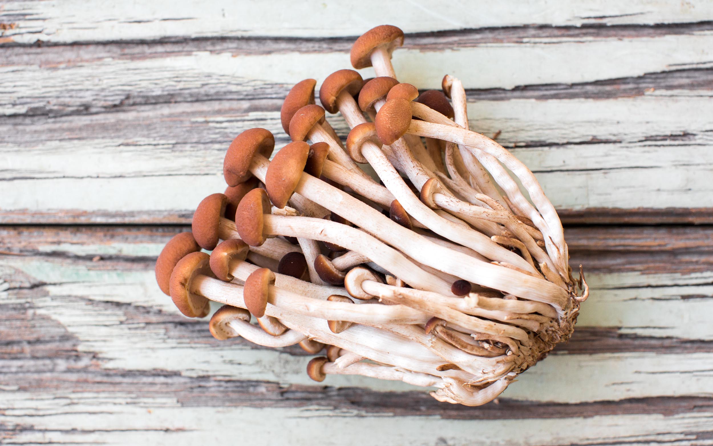 Organic Velvet Pioppini Mushrooms Gourmet Mushrooms Inc. SF Bay